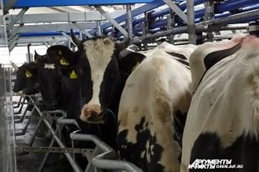 В Саракташком районе открылась новая молочная ферма на 400 коров