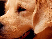 Хороший мальчик: Собака научилась держать в пасти сразу шесть мячей