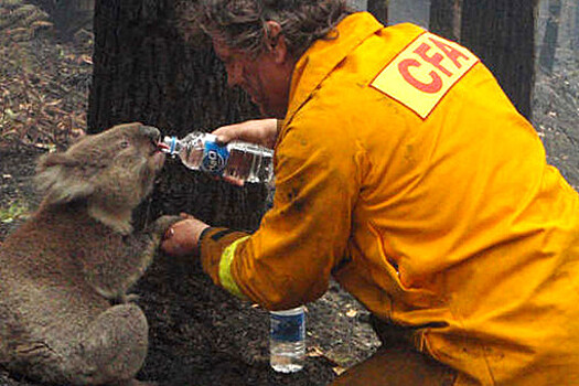 ConsBio: люди и коалы оказались первыми кандидатами на спасение при пожаре