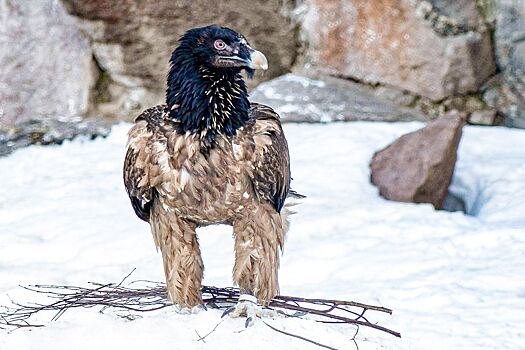 Гигантский пернатый хищник поселился в Московском зоопарке