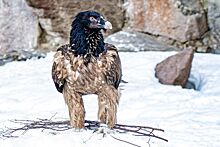 Гигантский пернатый хищник поселился в Московском зоопарке