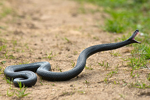 Ядовитая змея заползла на детскую площадку в Новосибирске