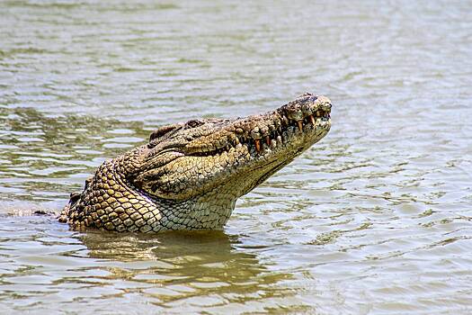 Крокодил утащил лежащую на пляже домашнюю собаку под воду