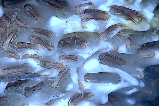 Миллиарды безглазых червей выползли из ледников в горах