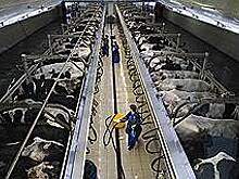 Молочники не догнали чиновников