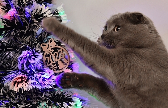 Эксперты Max Christmas посоветовали выбирать литые елки