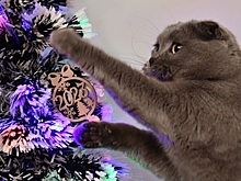 Эксперты Max Christmas посоветовали выбирать литые елки