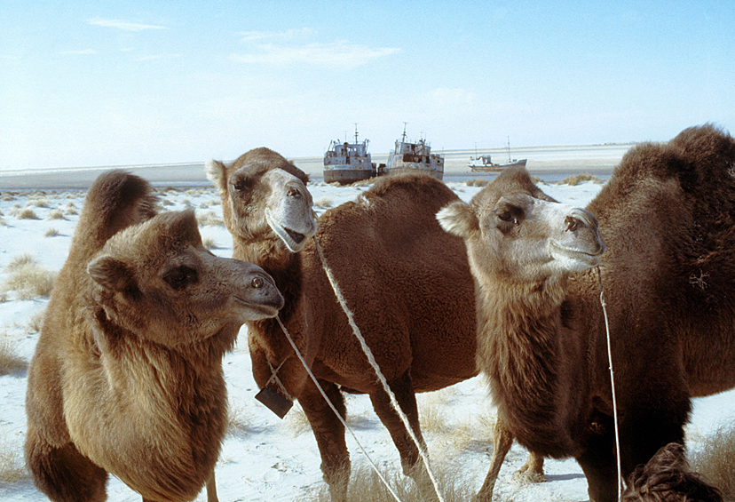 Корабли, некогда плавающие в Аральском море, уступили место "кораблям пустыни" - верблюдам, гуляющим по высохшему дну, 1988 год