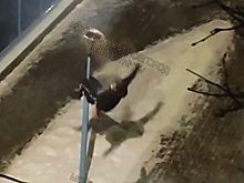 Покоритель автозаводского столба оказался в больнице