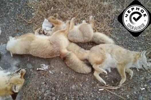 Семейство мертвых лисиц обнаружили у трассы в Челябинской области