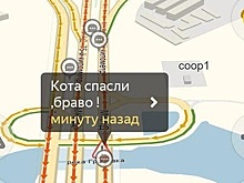 Московские автомобилисты спасли напуганного кота (рыжего!)