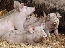 Новости регионов: волгоградские школьники стали вегетарианцами поневоле