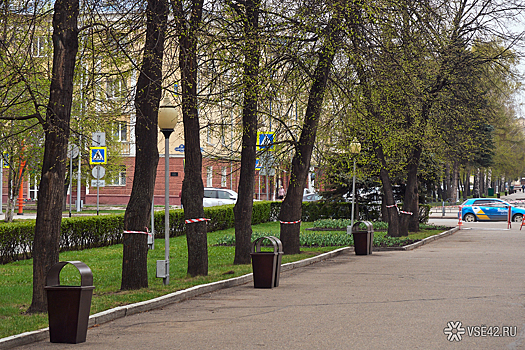 Городские службы спилили полувековые липы в центре Кемерова