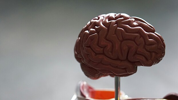 Российские учёные научились «промывать» мозг от отработанных клеток