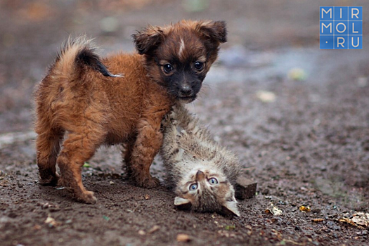 Социальная проблема Дагестана-бездомные животные