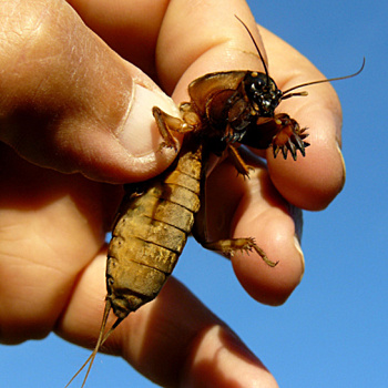 Муравьи, проволочник и медведка - как избавиться от них навсегда