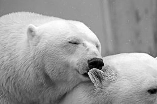 В Поморье будут обследовать белых медведей на наличие ядовитых веществ