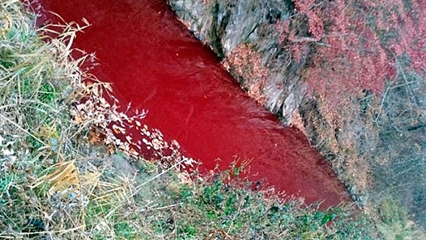 Кровавая река: страшные последствия истребления свиней