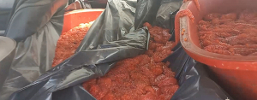 Погоня за браконьером. На Сахалине сотрудники Госавтоинспекции обнаружили в автомобиле правонарушителя свыше двухсот килограммов красной икры