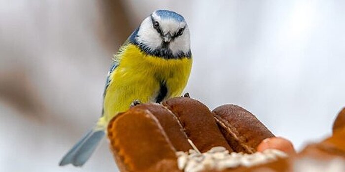Орнитолог рекомендовала подкармливать птиц салом и семечками в предстоящие морозы