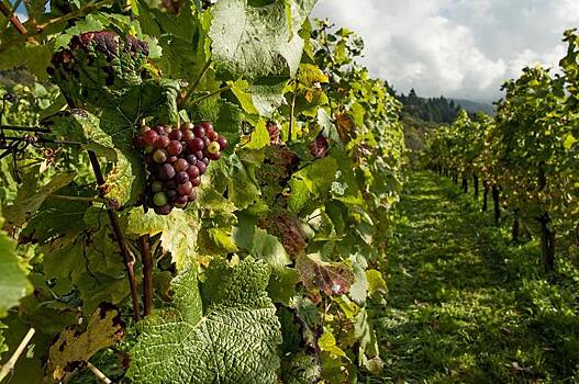 Какая сельхозтехника необходима современному виноградарю