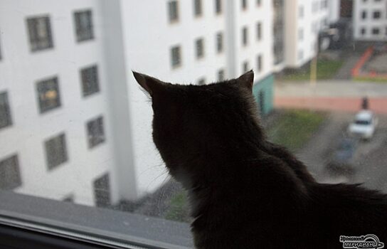В Челябинске хозяин выбросил кошек в окно из-за рождения ребёнка
