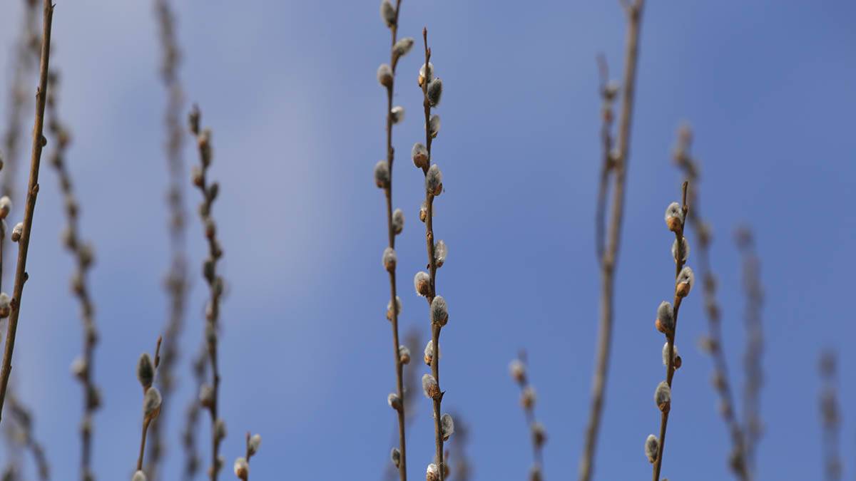 Священник объяснил, почему не стоит бить домочадцев вербой в Вербное воскресенье