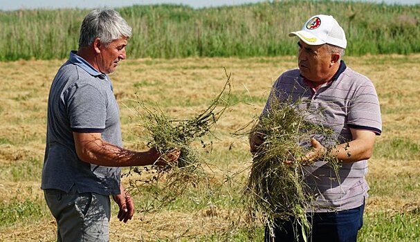 Люцерну отечественных сортов косят в Дагестане