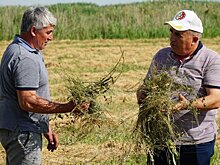 Люцерну отечественных сортов косят в Дагестане