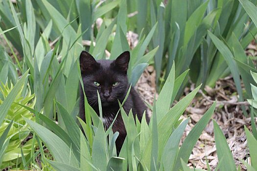 Названы три распространенные болезни животных в Саратовской области