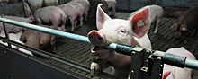 На предприятии питания во Владимирской области выявили вирус африканской чумы свиней