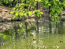 В двух зонах отдыха запретили купание