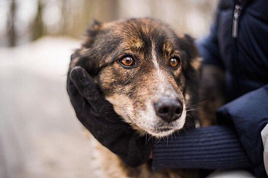 Волонтеры приюта «Дубовая роща» ищут новый дом для собаки по кличке Микки
