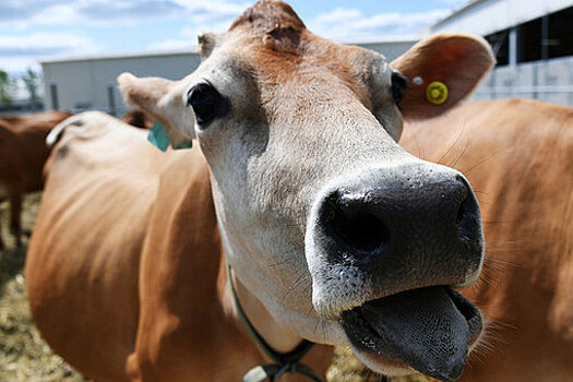 Канадский спутник впервые зафиксировал выбросы метана от коров из космоса