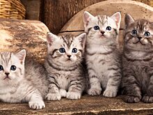 Пять книг о кошках для детей