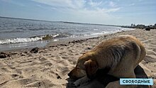 Мэрия: Пляж на новой саратовской набережной отвечает всем нормам безопасности