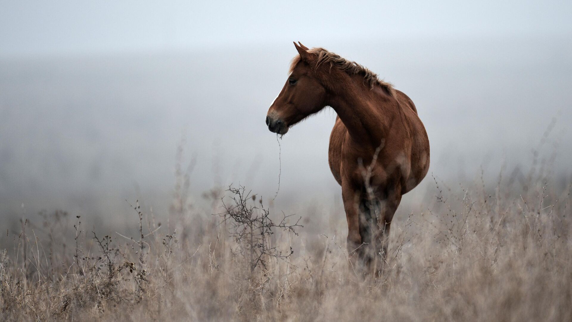 В Краснодарском крае разыскивают похитивших семерых лошадей