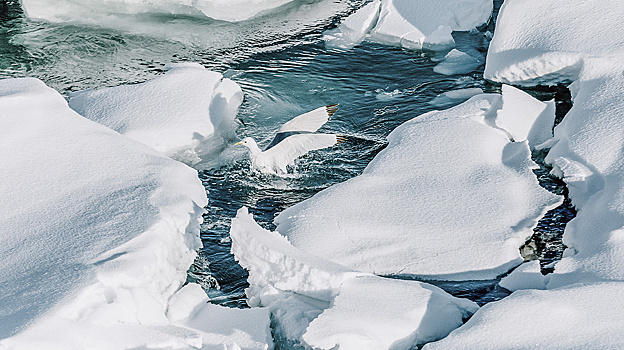 Ведущие учёные приняли участие в экологической экспедиции «Газпром нефть шельфа»