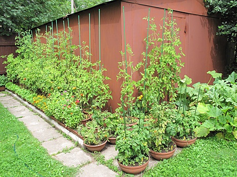 Помидор как декоративное растение, или Хитрости контейнерного выращивания томатов