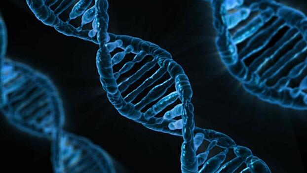 Генетики рассказали о продолжении человеческого рода без мужчин