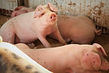 Ветеринары рассказали, как в Новосибирскую область может попасть вирус африканской чумы свиней