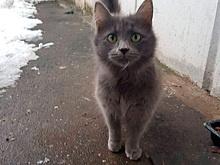 Москвички создали фонд помощи животным