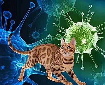 Французские ученые нашли COVID-19 у домашней кошки