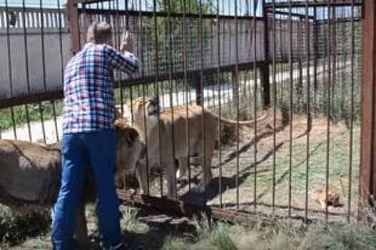 Спасённая челябинцами львица стала матерью в крымском сафари-парке