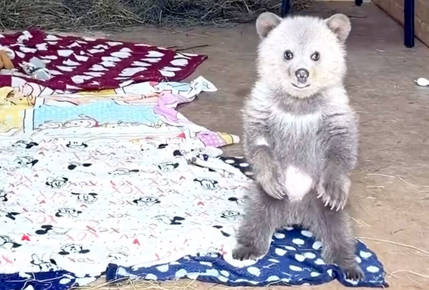 В Подмосковье рассказали о спасении медвежонка Дыни и ее дружбе с Арбузиком