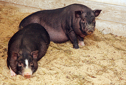 Уральские учёные занялись адаптацией вьетнамских свиней