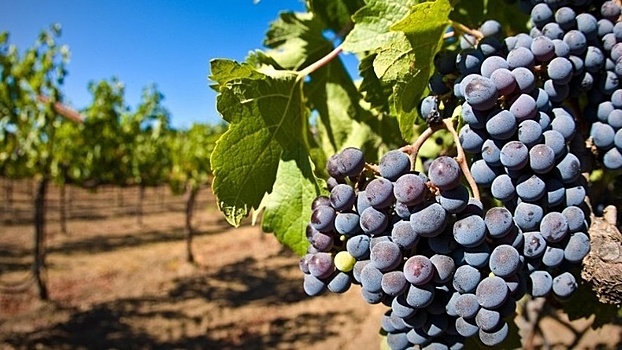 На Кубани в рамках инвестпроекта высадили более 1 тыс. га виноградников