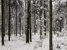 Пропавшая в Красноярском крае семья Усольцевых могла стать старообрядцами