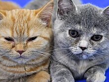 Россияне в этом году чаще всего называют котов в честь актеров Бена Аффлека и Брэда Питта