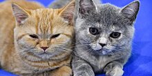 Россияне в этом году чаще всего называют котов в честь актеров Бена Аффлека и Брэда Питта
